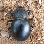 Ocnodes virago